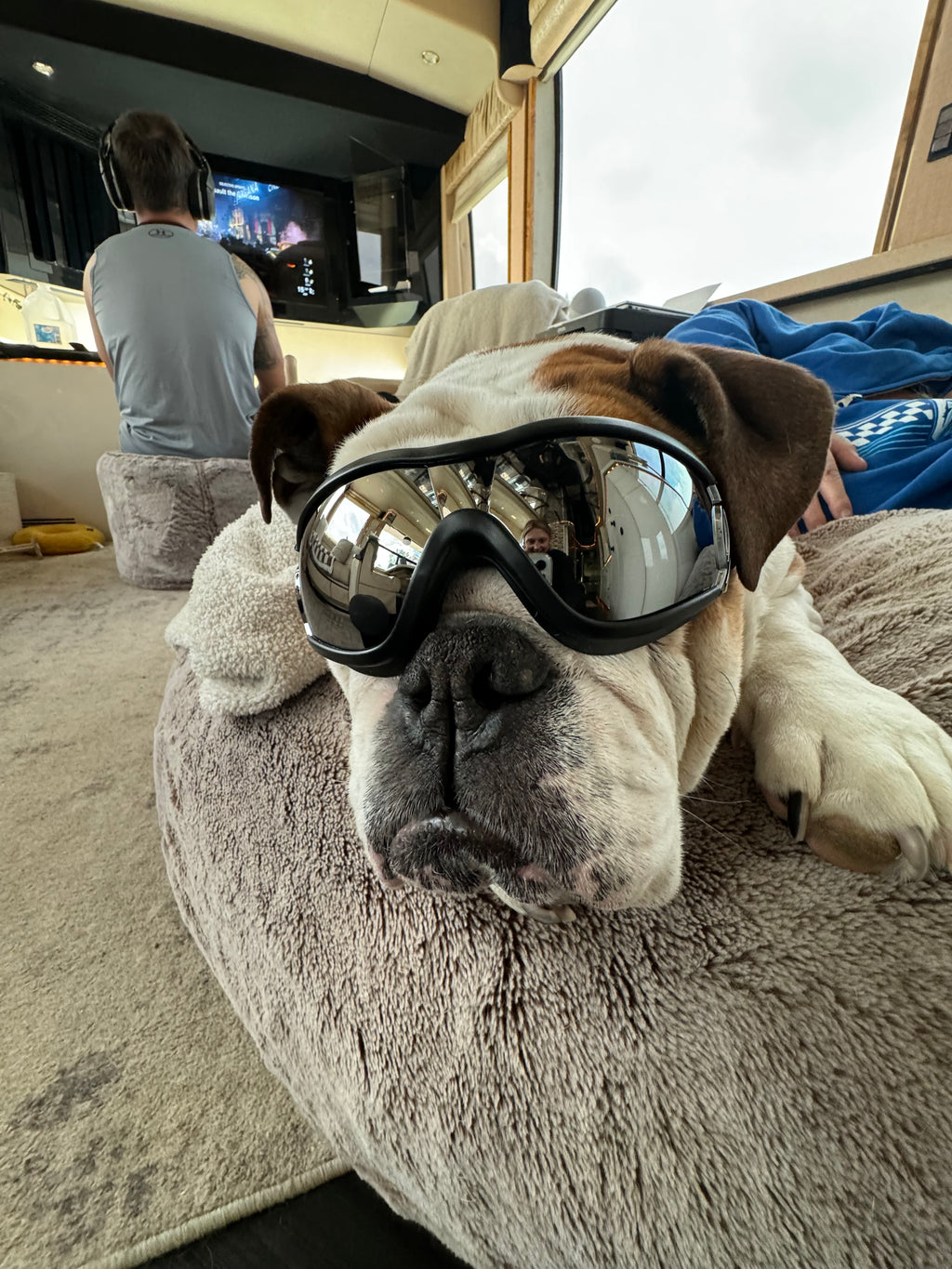 Dog Safety Goggles