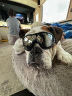 Dog Safety Goggles