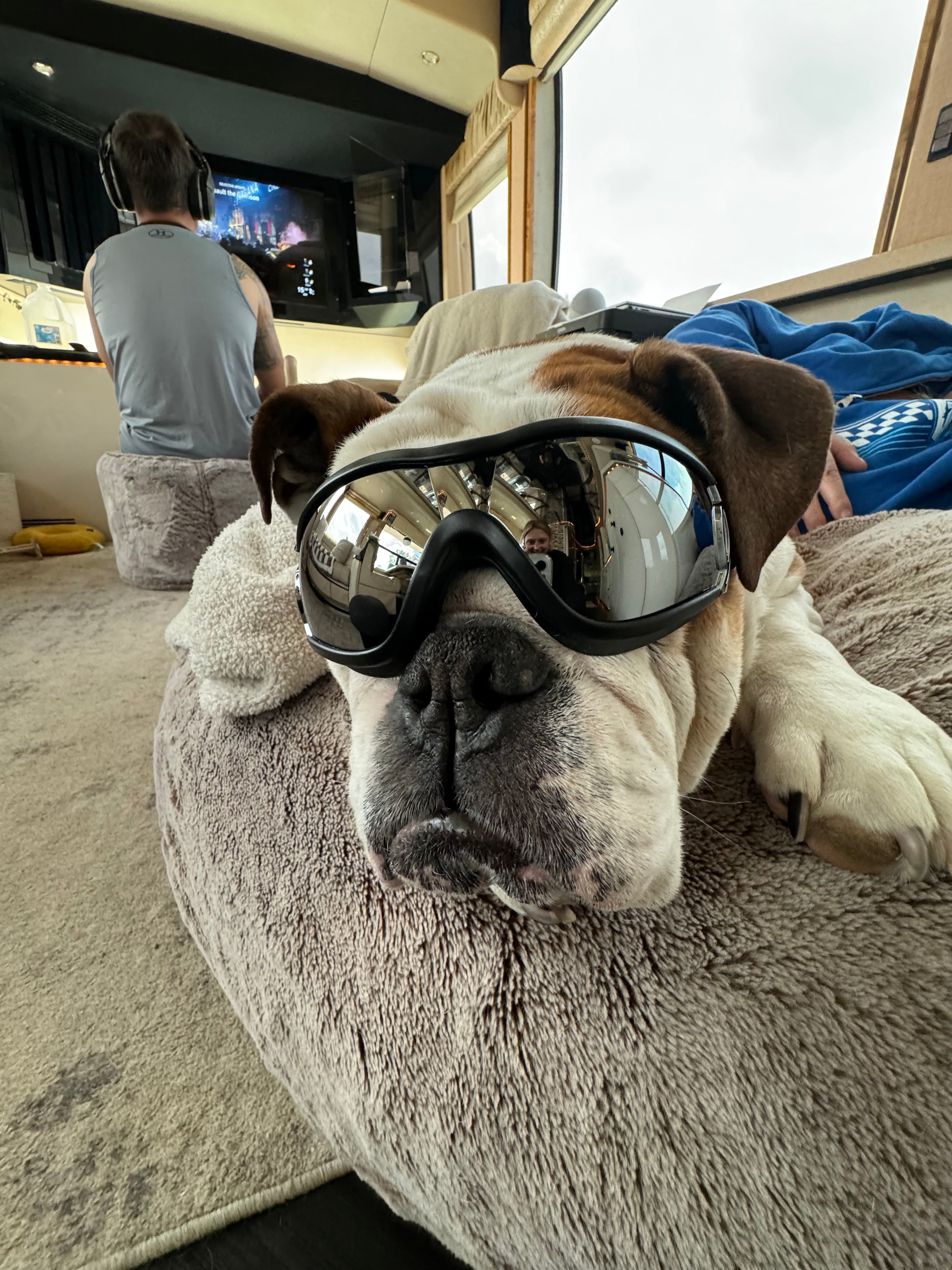 Dog Safety Goggles